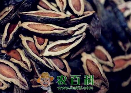 常吃槟榔有哪些危害和好处？女孩为什么不能吃？吃了会致癌为什么不禁止？