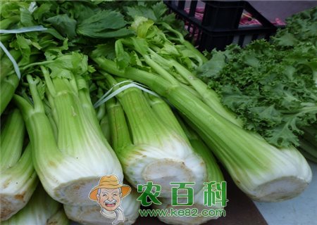 芹菜的功效与作用有哪些？适合哪些人吃？食用禁忌是什么？