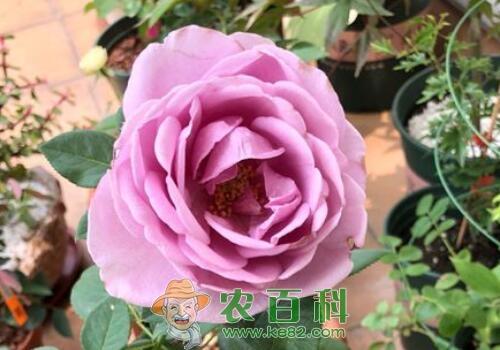 十大名花之一的月季花什么时候修剪合适？怎么修剪？技术有哪些？