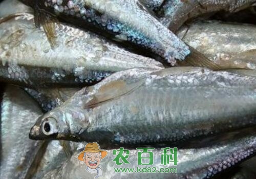 什么是淡水鱼？常吃的有哪些？养殖要多少成本？合理密度是多少？附鱼卵孵化管理技术
