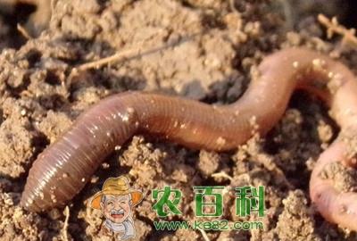 养殖蚯蚓赚钱吗？2019蚯蚓养殖市场前景分析