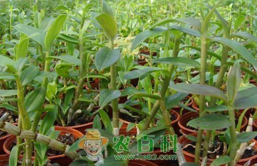 名贵药材“铁皮石斛”的养植方法及注意事项有哪些？什么季节种植？