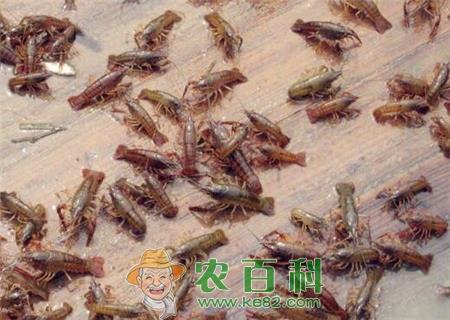 什么时候养殖小龙虾苗比较合适?什么时间放苗最好?(附一年三次放养时间)
