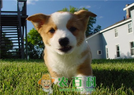 “小型护卫犬”柯基好养吗？多少钱一只？为什么要断尾？