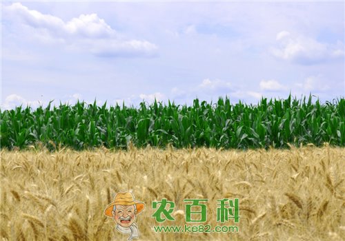 种植玉米的农户来看看！玉米秸秆还田技术正确做法，你学会了吗？