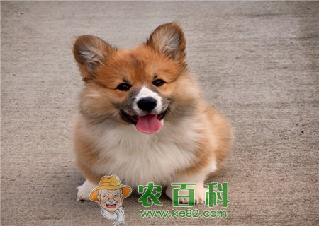“小型护卫犬”柯基好养吗？多少钱一只？为什么要断尾？