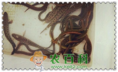 黄鳝苗一般多少钱一斤?怎么养才能长的又快又好?