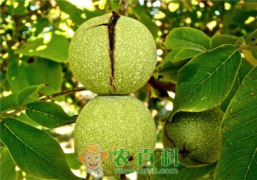 核桃树(胡桃树)品种分类有哪些?如何防寒?附栽培技术要点