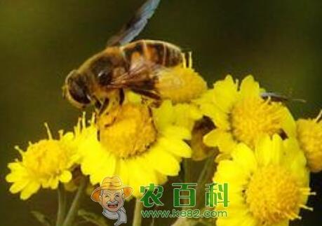 蜂产品的市场前景怎样？赚钱吗？