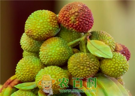 荔枝有哪些功效和作用？孕妇也可以吃吗？