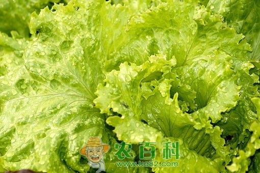 减肥菜生菜什么季节播种?什么时候定植?种植技术有哪些?