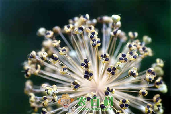 补肾壮阳植物韭菜籽泡水喝有什么好处?可以直接生吃吗?一次放多少合适?