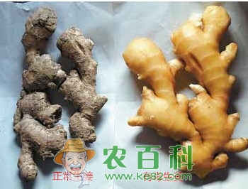 如何辨别毒姜
