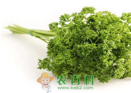 芹菜的功效与作用有哪些？适合哪些人吃？食用禁忌是什么？