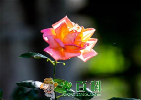 “花中皇后”月季不开花的原因有哪些?如何处理?什么时候扦插最好?附扦插方法