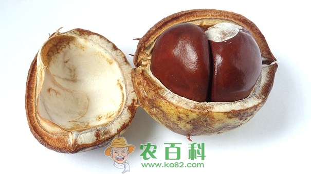 “干果之王”板栗壳能吃吗?功效作用有哪些?怎么快速去壳?