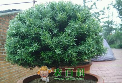 常绿乔木红豆杉的养殖方法和注意事项有哪些？树苗多少钱一棵？