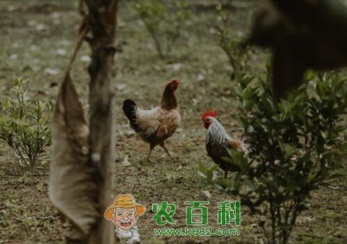 鸡的常见病有哪些?症状是什么样?用什么要治疗效果好?