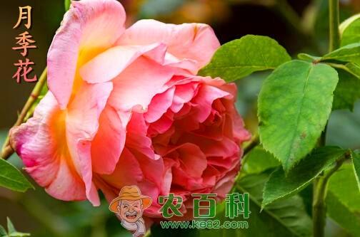 “蔷薇科”月季花有哪些功效与作用?和玫瑰花的区别是什么?