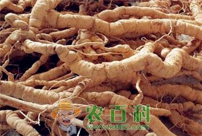 巴戟与巴戟天一样吗?巴戟天鲜货价格多少钱一斤?