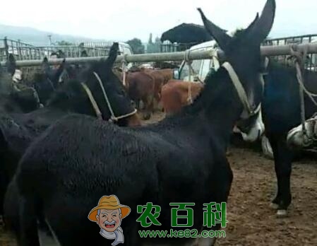 2019到2019驴肉价格预计是多少?多少钱可买到一头幼仔?
