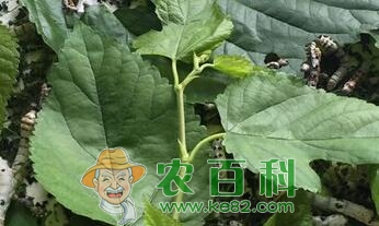 家里养的小蚕宝宝除了吃桑叶还吃什么叶子作为食物?