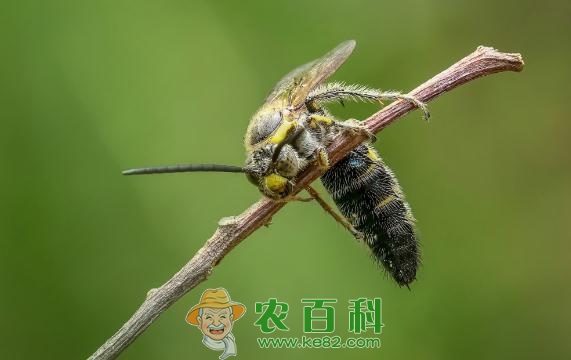 被蜜蜂、马蜂蛰了怎么处理？有毒吗？用什么药？