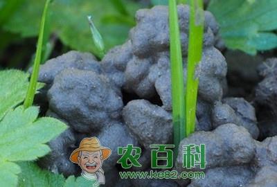 养殖蚯蚓赚钱吗？2019蚯蚓养殖市场前景分析