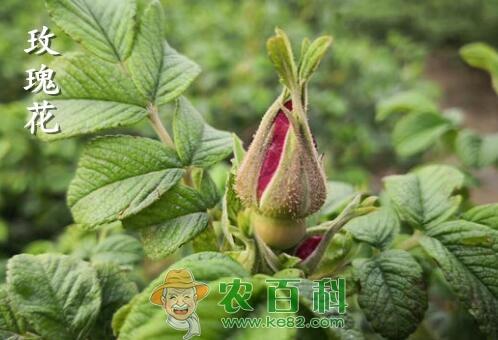 “蔷薇科”月季花有哪些功效与作用?和玫瑰花的区别是什么?
