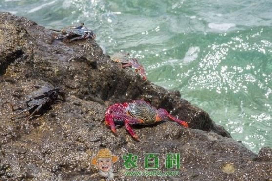 螃蟹多大产卵？一次产卵多少？