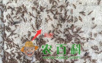 墙角出没的蚂蚁怕什么东西和气味？怕水吗？