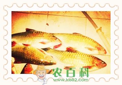 池塘里的青鱼吃什么食物和饵料?和草鱼的区别有哪些?