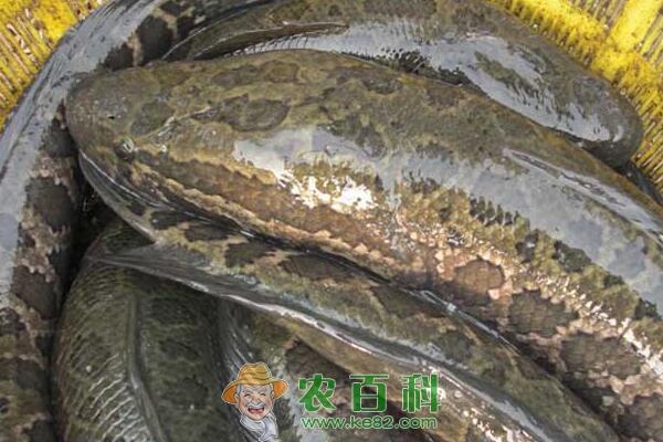 “肉食性”黑鱼和草鱼哪个好吃？吃什么食物长大、长得快？
