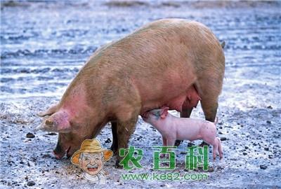 怎么养好母猪?养殖30头母猪成本与利润分析
