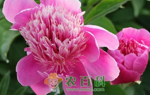 花中宰相“”芍药的养殖方法和注意事项有哪些?一般几月种植?什么时候开花?