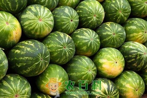 “瓜中之王”西瓜施肥用什么肥料好?各个生长期该怎么施肥?一亩地需要多少肥料?