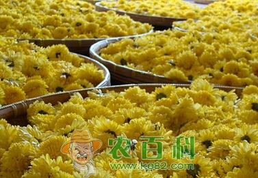 江西:遂川种植皇菊带来旅游经济双效益