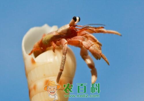 “清道夫”寄居蟹能吃吗?它为什么要寄居?能活多久?怎么养?