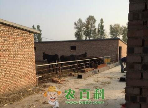 2019到2019驴肉价格预计是多少?多少钱可买到一头幼仔?