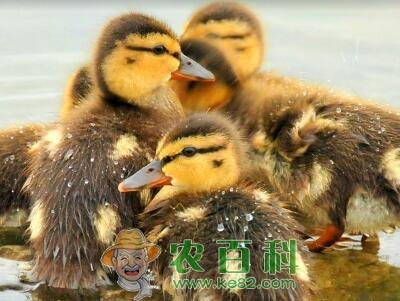 农村养鸭子利润怎么样?国家有补贴吗?技术有哪些?