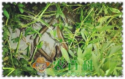 黄鳝苗一般多少钱一斤?怎么养才能长的又快又好?