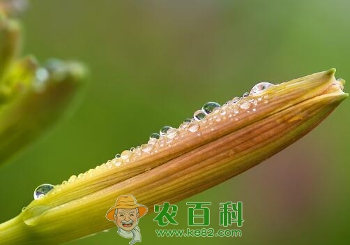 “健脑菜”黄花菜的14大功效与作用大全，新鲜的黄花菜真的有毒吗？这样吃一点毒都没有！