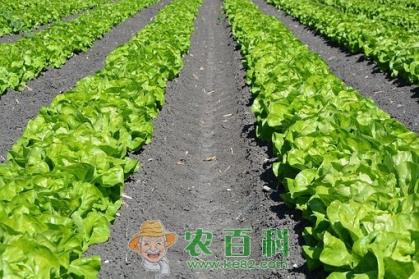 减肥菜生菜什么季节播种?什么时候定植?种植技术有哪些?