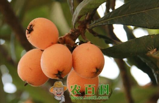 江西气候适合种植什么水果树?
