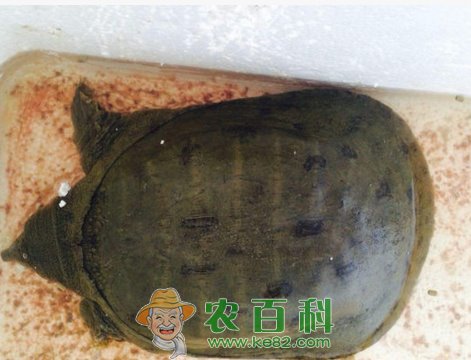 甲鱼生活在什么地方?怎样繁殖?如何人工饲养?