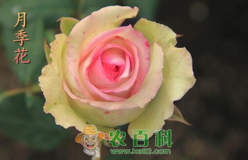 “蔷薇科”月季花有哪些功效与作用?和玫瑰花的区别是什么?