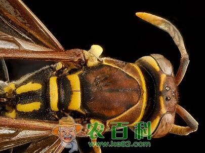 云南保山蜂民，靠马蜂养殖养出千万财富！