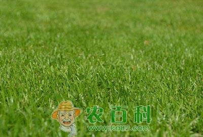 鹅吃什么草长得快？青草吗？