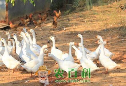 为什么黄鼠狼怕鹅?有科学依据吗?