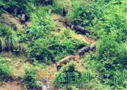 农村赚钱不起眼的冷门项目，任意一个都比打工强！